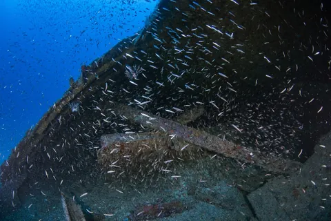 Northern Light - Large schools of fish call the Northern Light home