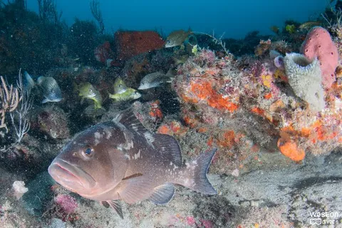 Double Ledges - A black grouper comes say hi to the camera