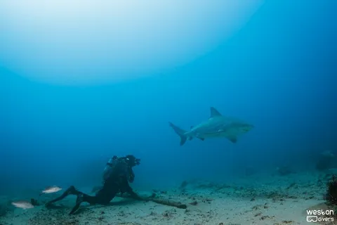 Gilbert Sea - A diver kneels to peacefully observing a bull shark passing by