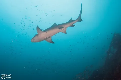 Gilbert Sea - Lemon sharks are a very social species