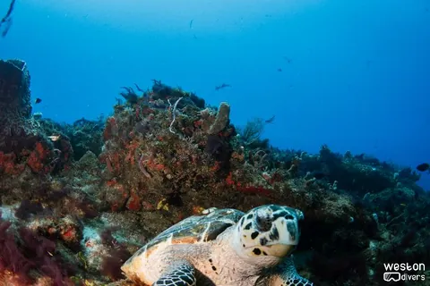 Spearman's barge - A green turtle poses for the picture