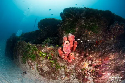 MG-111 - Featureless flat barge already colonized by all types of corals