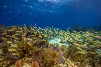 Ball Buoy - A school of grunts hover over the shallow reef