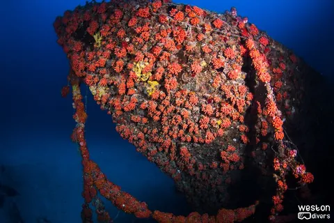 Hugo's April Fool - Beautiful soft corals call this wreck home