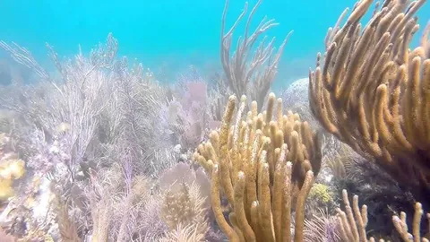 Bache Shoal - The profile of this reef is very flat. Soft corals are very abundant.