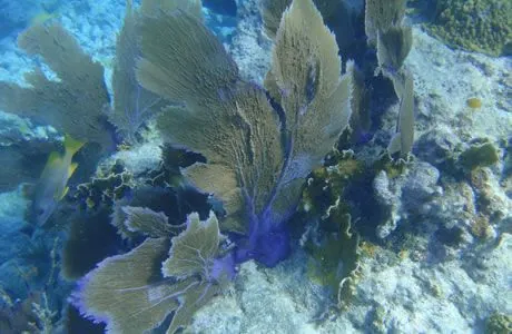 Eastern Dry Rocks - Fan corals have colonized this site