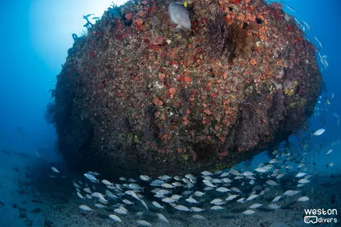 Peter B. McAllister - The hull of the tugboat is fully colonized by hard coral