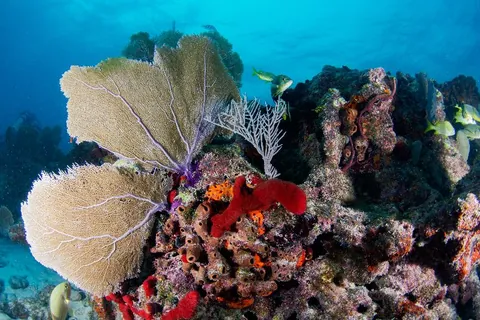Davis - Fan corals are very common in this site. They wave with the surge