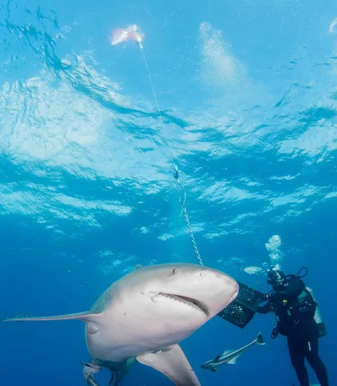 Esso Bonaire - A friendly shark coming close to the camera