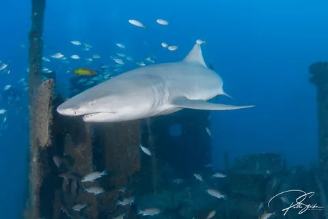 Esso Bonaire - A lemon shark on the stern at the Esso Bonaire