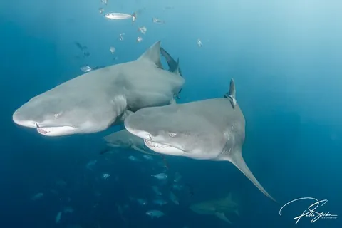 Esso Bonaire - A pair of friendly lemon sharks