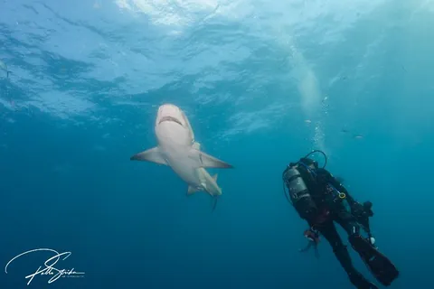 Esso Bonaire - Shark are typically found at all depths in this site