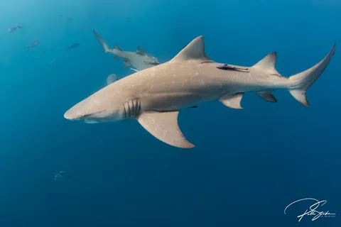 Esso Bonaire - Lemon sharks are often found in groups