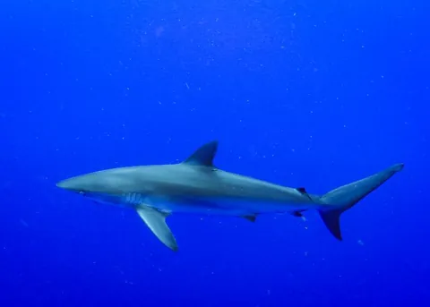 The Caves Jupiter - Close view of a reef shark
