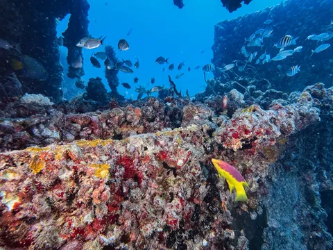 DEMA Trader - Marine life has conquered this wreck a long time ago