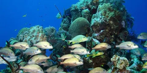 Lynn's - Grunt schools are very common in all South Florida reefs