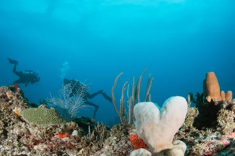 Hammerhead - Sponges are found in abundance in this reef