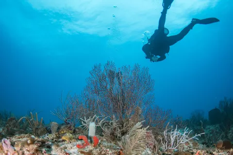 Hammerhead - A diver hovers near a soft fan coral