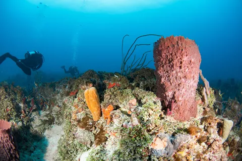Hammerhead - Barrel sponges are common in this site