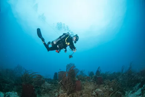 Hammerhead - Lionfish - unfortunately - are also found in this site
