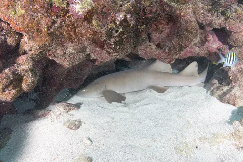 Horseshoe - A nurse shark rests to recharge energies for the night