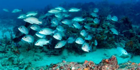 Labontee - Typical South Florida reef with tons of grunts hanging around