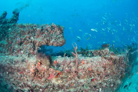 Miss Karline - Still standing, this wreck congregates a lot of marine life
