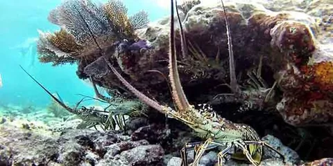 Raggs - A bunch of lobsters under a ledge